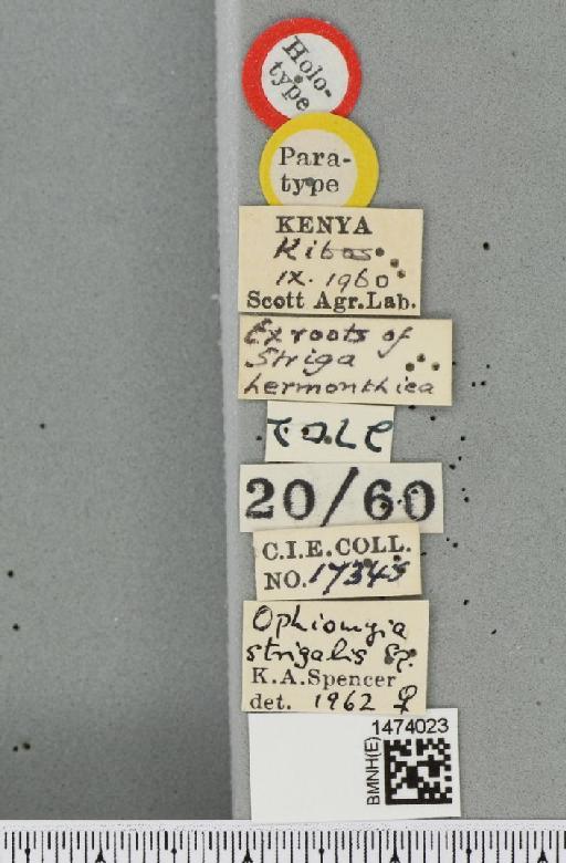 Ophiomyia strigalis Spencer, 1963 - BMNHE_1474023_label_48205