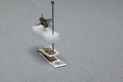 Sarcophaga (Myorhina) nigriventris Meigen, 1826 - 015091924_additional_2