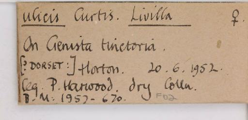 Livilla ulicis Curtis, 1829 - 013483914_additional