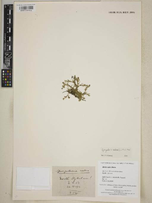 Spergularia rubra (L.) J.Presl & C.Presl - BM013391992