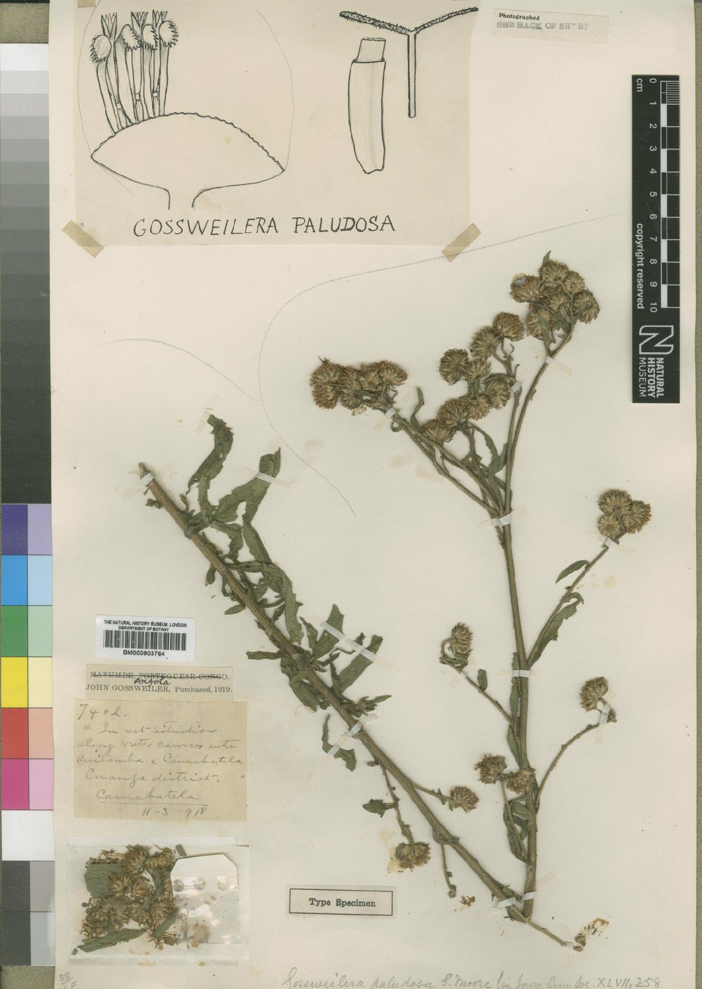 To NHMUK collection (Gossweilera paludosa Moore; Type; NHMUK:ecatalogue:4528821)