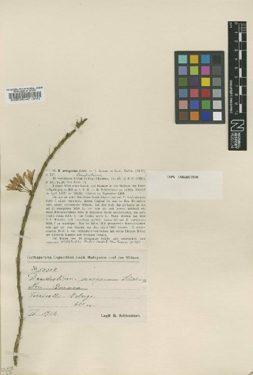 Dendrobium oreogenum Schltr. - BM000038347