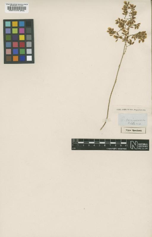 Gomesa cornigera (Lindl.) M.W.Chase & N.H.Williams - BM000534452