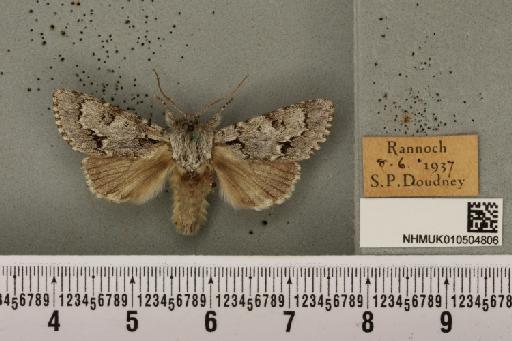 Acronicta menyanthidis scotica (Tutt, 1891) - NHMUK_010504806_562185