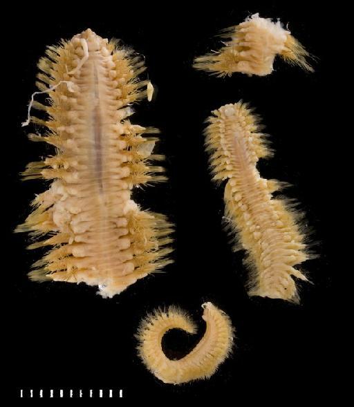 Lagisca rarispina Sars, 1861 - Polychaete type specimen 1921.5.1.324-327 VIAL 2