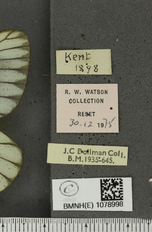 Aporia crataegi (Linnaeus, 1758) - BMNHE_1078998_label_70049