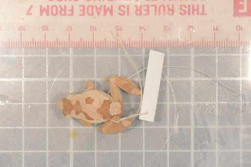 Hyperolius platyceps lombaris Laurent, 1951 - Image of specimen 1903.7.28.27