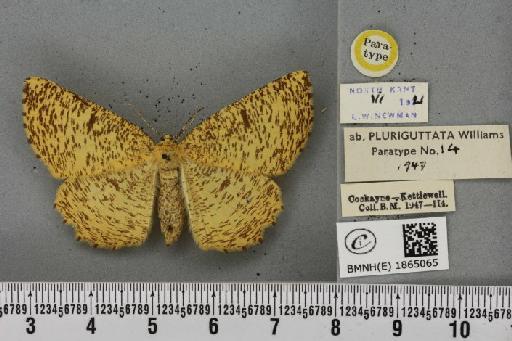 Angerona prunaria ab. striolata Klemensiewicz, 1913 - BMNHE_1865065_430731