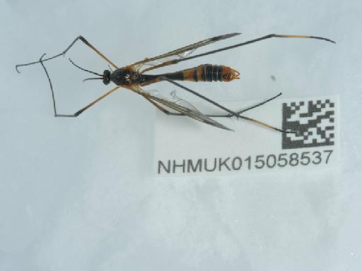 Ptychoptera albimana (Fabricius, 1787) - 015058537_2