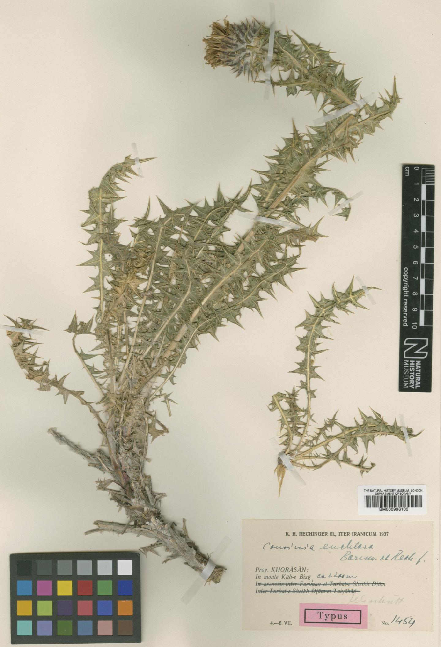 To NHMUK collection (Cousinia euchlora Bornm. & Rech.f.; Type; NHMUK:ecatalogue:475673)