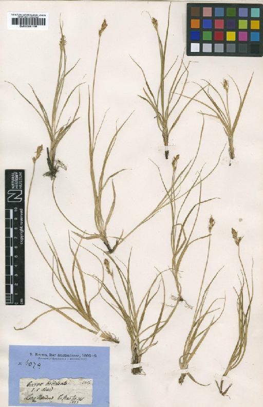 Carex chlorantha R.Br. - BM000991199