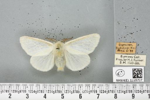 Leucoma salicis (Linnaeus, 1758) - BMNHE_1559707_250827