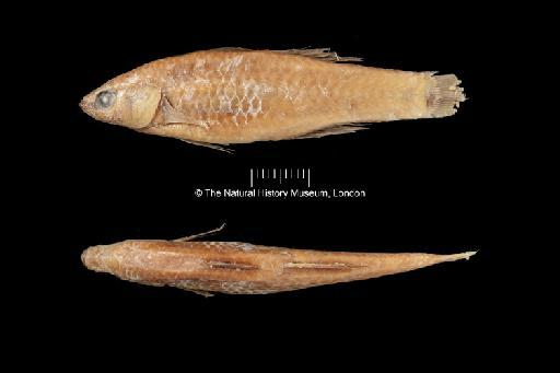 Eleotris (Caulichthys) moncktoni Regan, 1908 - BMNH 1905.8.15.1, HOLOTYPE, Eleotris (Caulichthys) moncktoni