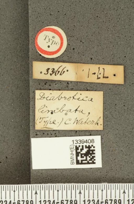 Acalymma limbatum (Waterhouse, 1877) - BMNHE_1339408_label_21853