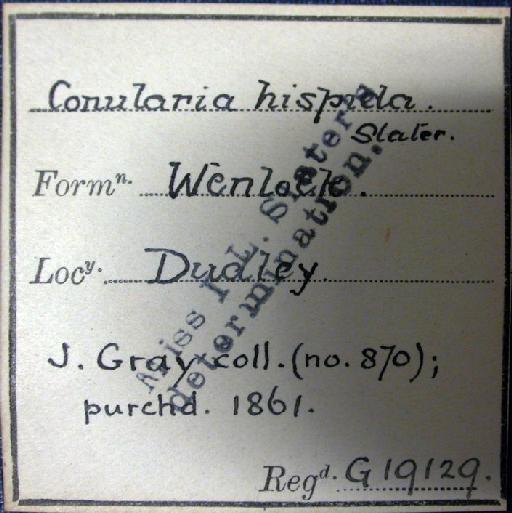 Ctenoconularia hispida (Slater, 1907) - G 19129. Conularia hispida (label-1)