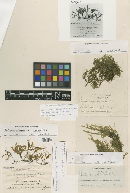 Porotrichum korthalsianum (Dozy & Molk.) Mitt. - BM000961402_a