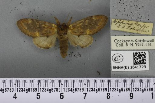 Notodonta dromedarius ab. dromedarulus Haworth, 1803 - BMNHE_1641729_244182