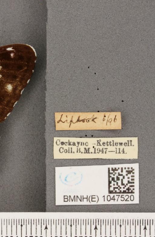 Limenitis camilla ab. interrupta Lempke, 1956 - BMNHE_1047520_label_42480