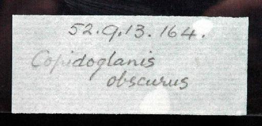 Copidoglanis obscurus Günther, 1864 - 1852.9.13.164; Copidoglanis obscurus; image of jar label; ACSI project image