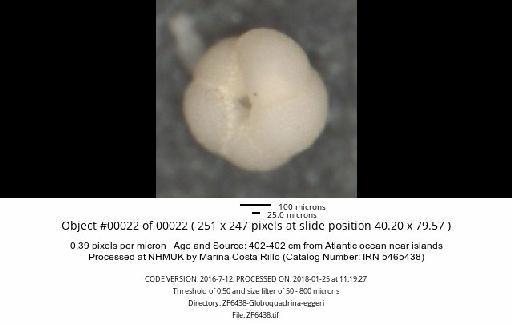 Neogloboquadrina dutertrei (d'Orbigny) - ZF6438-Globoquadrina-eggeri_obj00022_plane000.jpg