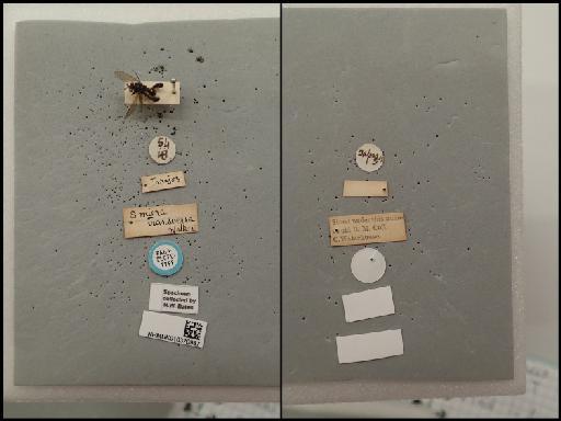 Conura (Pentasmicra) transversa (Walker, 1862) - Smicra transversa 10370987 PLT F labels