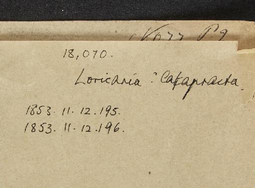 Loricaria cataphracta Linnaeus, 1758 - BMNH 1853.11.12.195-196, Loricaria cataphracta, Wheeler note