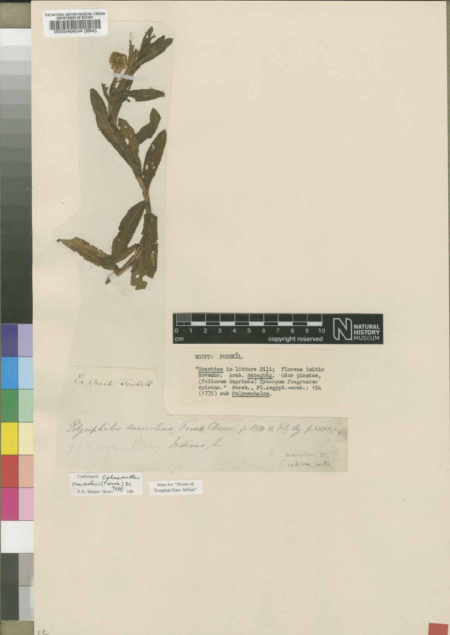 To NHMUK collection (Sphaeranthus suaveolens (Forssk.) DC.; Type; NHMUK:ecatalogue:4528531)