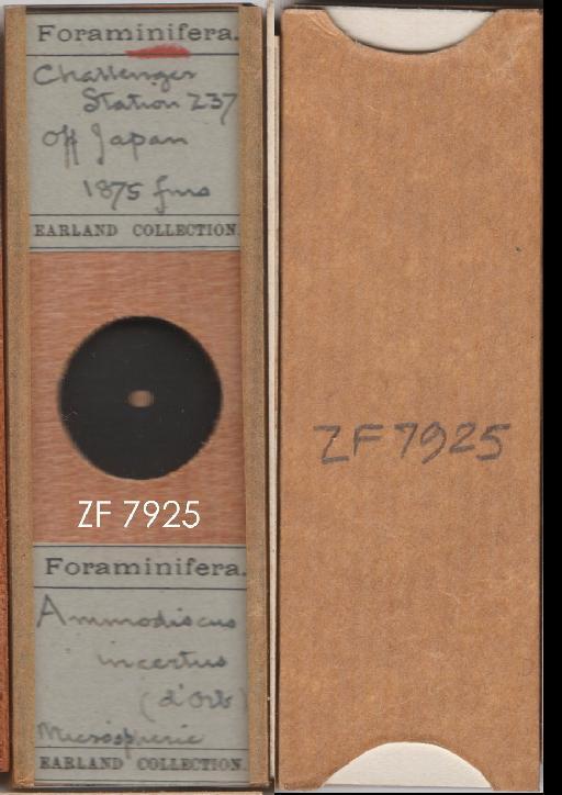Ammodiscus incertus (d'Orbigny 1839) - ZF 7925.tif