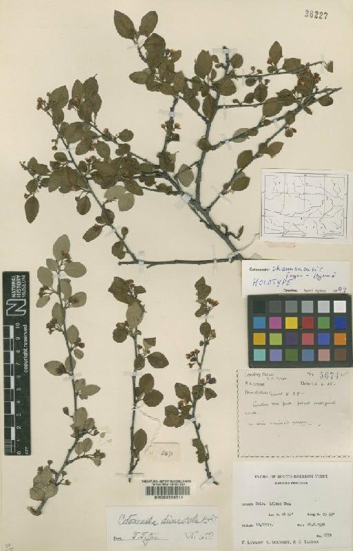 Cotoneaster shansiensis Flinck & B.Hylmo - BM000600311