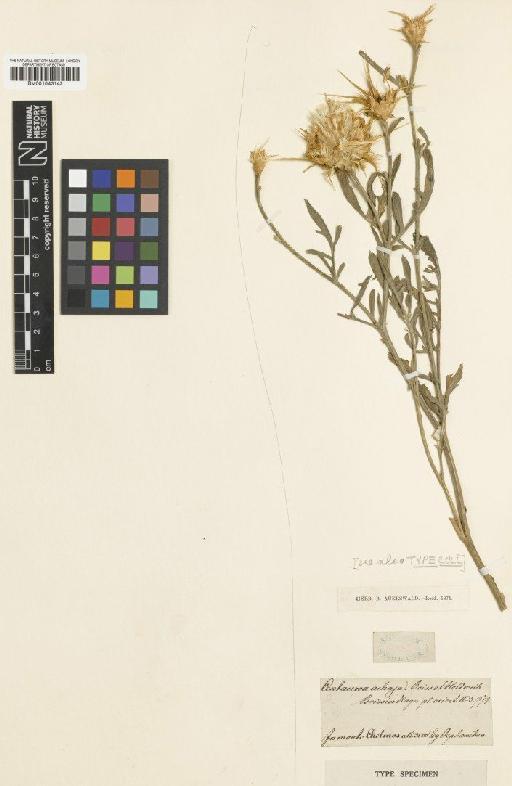 Centaurea achaia Boiss. & Heldr. - BM001043142