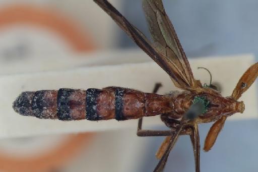 Hymenoepimecis fuscipennis (Cameron, P., 1911) - Hymenoepimecis_cameronii_dorsal