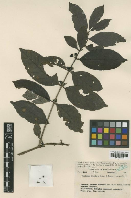 Canthium brevipes Merr. & L.M.Perry - BM000945452