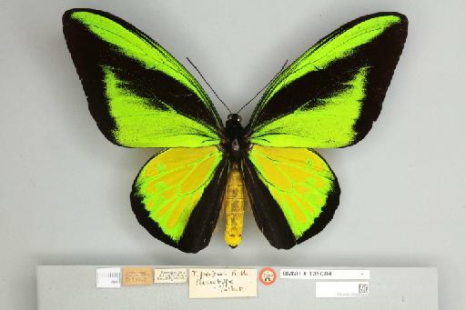 Ornithoptera goliath procrus Rothschild, 1914 - 013605283__