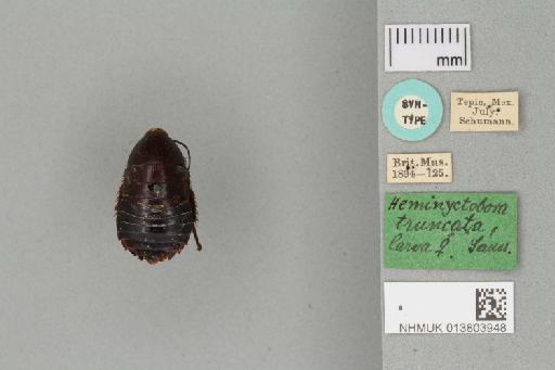 Nyctibora truncata (Saussure & Zehntner, 1893) - 013803948_Nyctibora_truncata_Syntype_Dorsal_Habitus