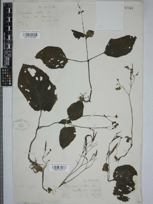 Didymocarpus mortonii - 011025969