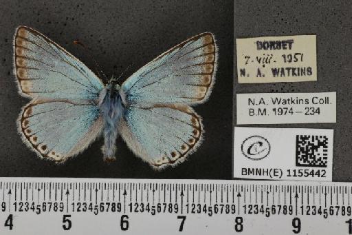 Lysandra coridon ab. punctata Tutt, 1896 - BMNHE_1155442_106701