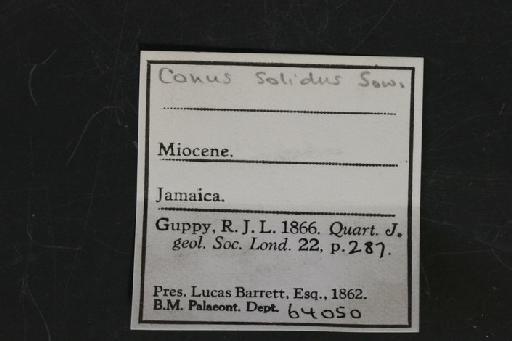Conus solidus Gmelin, 1791 - OR 64050. Conus solidus (label.1)