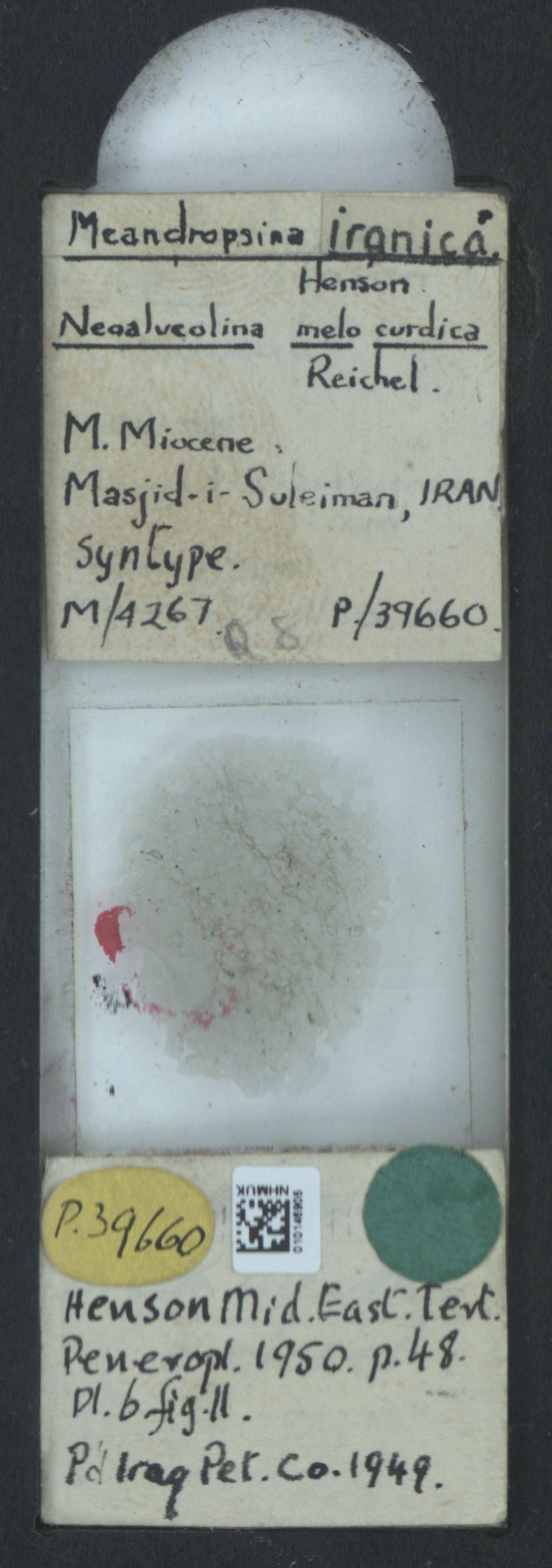 To NHMUK collection (Meandropsina iranica Henson, 1950; Syntype; NHMUK:ecatalogue:2323374)