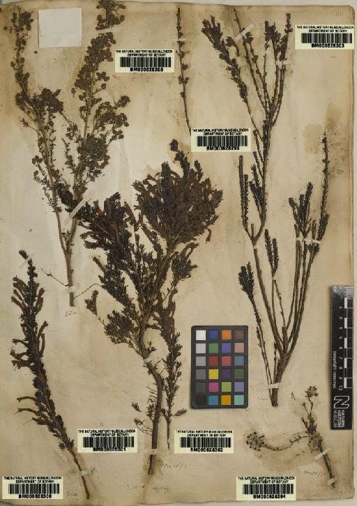 Plantae Haeckel - BM000628299