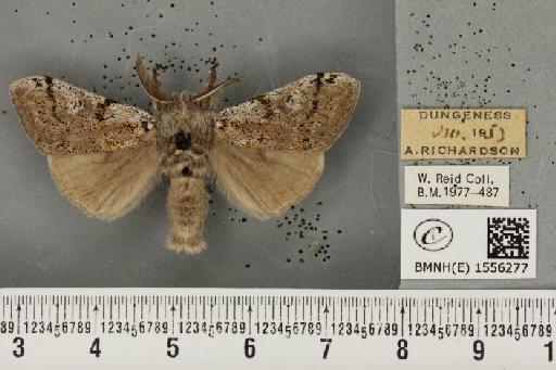 Dicallomera fascelina (Linnaeus, 1758) - BMNHE_1556277_256045