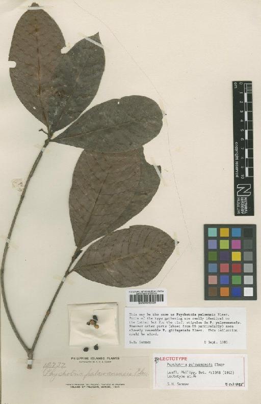 Psychotria palawanensis Elmer - BM000945509