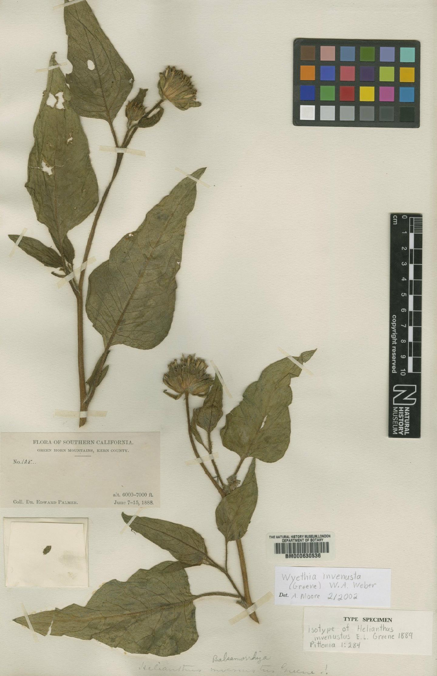 To NHMUK collection (Wyethia invenusta (Greene & Gilbert) Weber; Isotype; NHMUK:ecatalogue:4986789)