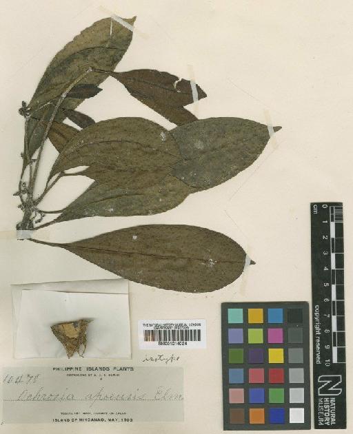 Ochrosia apoensis Elmer - BM001014024