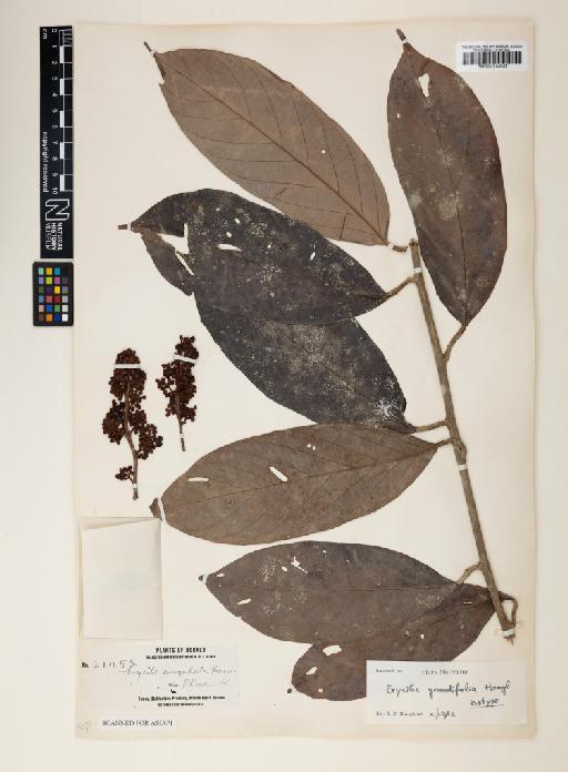 Erycibe grandifolia Merr. ex Hoogland - 001014537