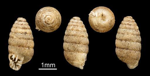 Pupa (Faula) ponsonbyiana Morelet, 1889 - 1911.8.8.42-43, Type, Pupa (Faula) ponsonbyiana Morelet, 1889