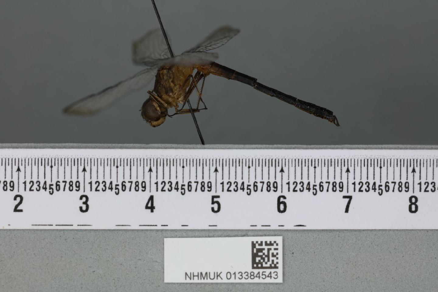 Uracis reducta