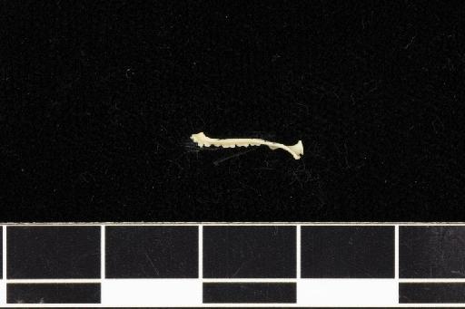 Rhinolophus empusa Andersen, 1904 - 1893_7_9_33-Rhinolophus_empusa-Holotype-Skull-right_mandible-ventral