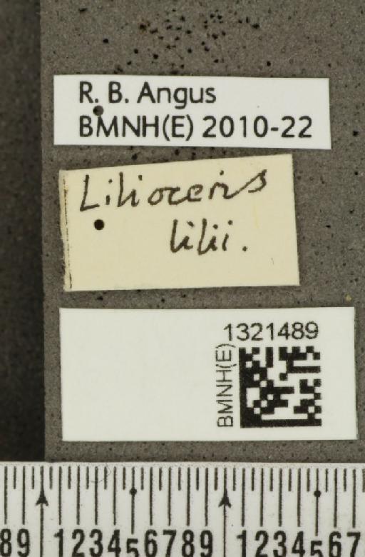 Lilioceris (Lilioceris) lilii (Scopoli, 1763) - BMNHE_1321489_a_label_11576