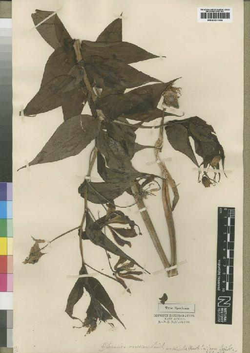 Gloriosa virescens var. latifolia Rendle - BM000911884