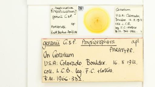 Amphorophora geranii Gillette & Palmer, 1929 - 014839185_112448_1092721_157842_Type